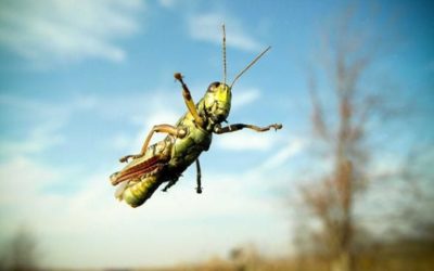 Séance n°20 : vers l’équilibre, vers l’équinoxe de printemps