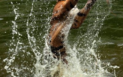 énergie de RENOUVEAU🐯⁠ TIGRE d’EAU.